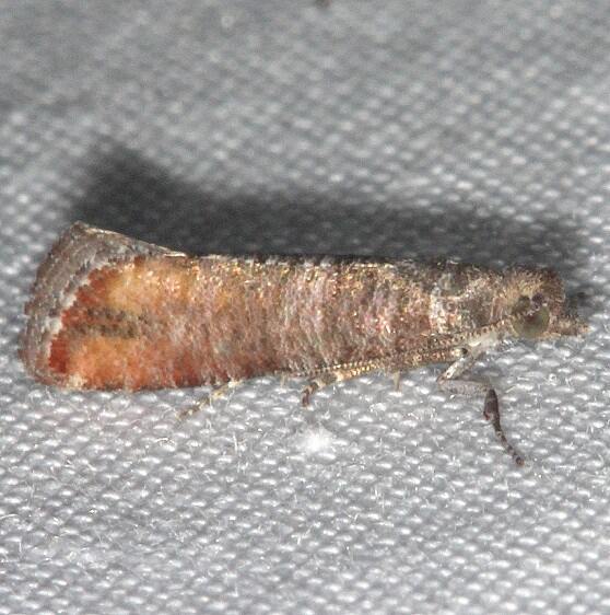 2879.1-Rhyacionia-granti-Jack-Pine-Tip-Paynes-Prairie-St-Pk-Fl-1-28-24