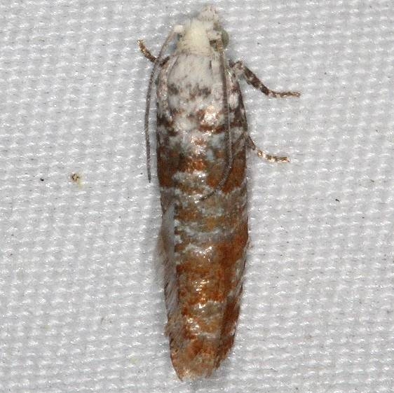 2889 Pitch Twig Moth yard 5-29-16 (10a)_opt