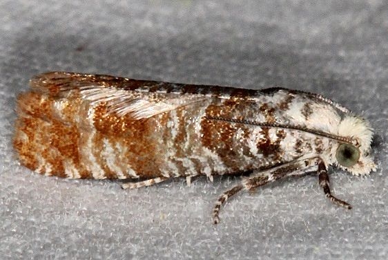 2889 Pitch Twig Moth yard 5-29-16 (11a)_opt