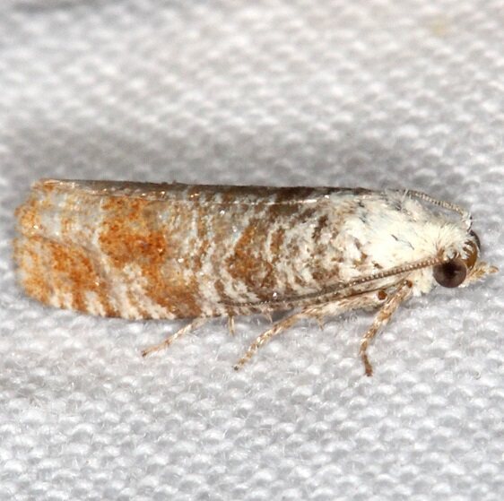 2889 Retinia comstockiana-Shawnee St Pk Cabin1 Oh 5-24-23