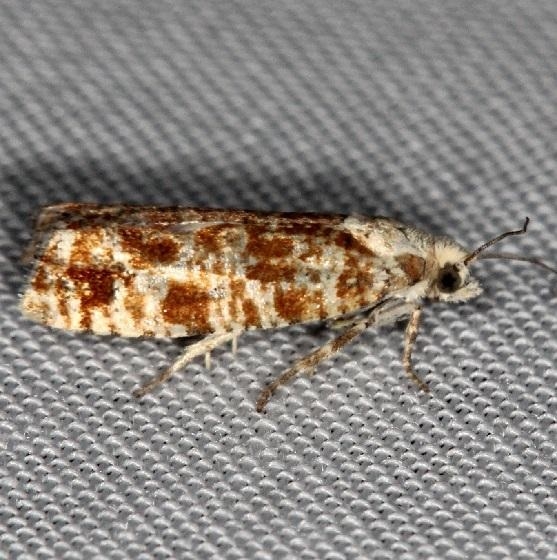 2892 Northern Pitch Twig Moth Thunder Lake Mich UP 6-24-13