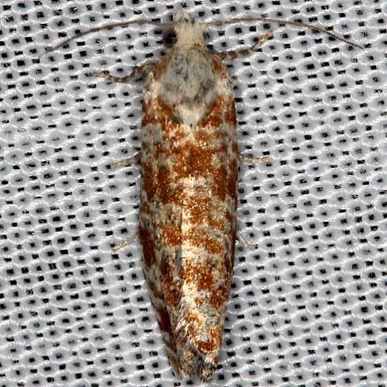 2892 Northern Pitch Twig Moth Thunder Lake Mich UP 6-24-13