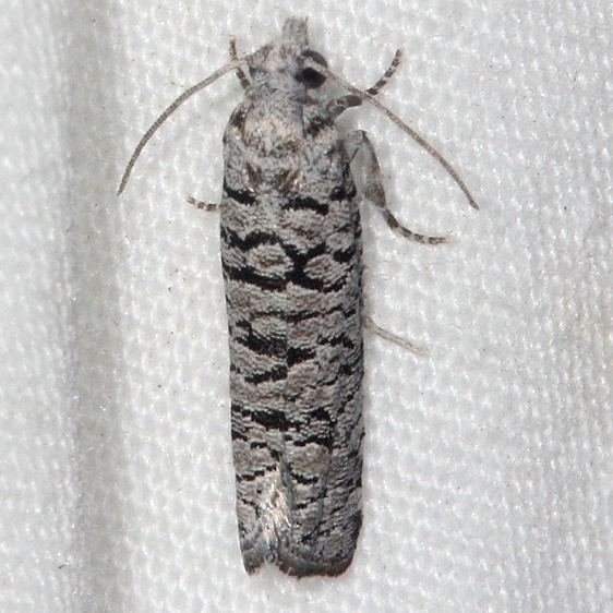 2898 Retinia gemistrigulana Little Manetee River St Pk Fla 3-8-15