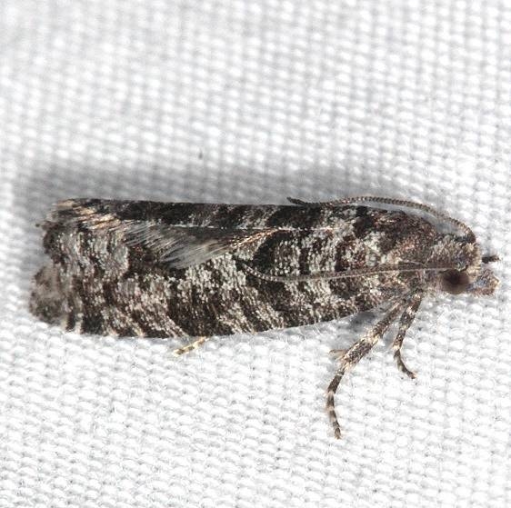 2898 Retinia gemistrigulana Thunder Lake UP Mich 6-23-14