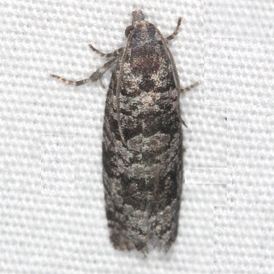 2898 Retinia gemistrigulana Thunder Lake UP Mich 6-23-14