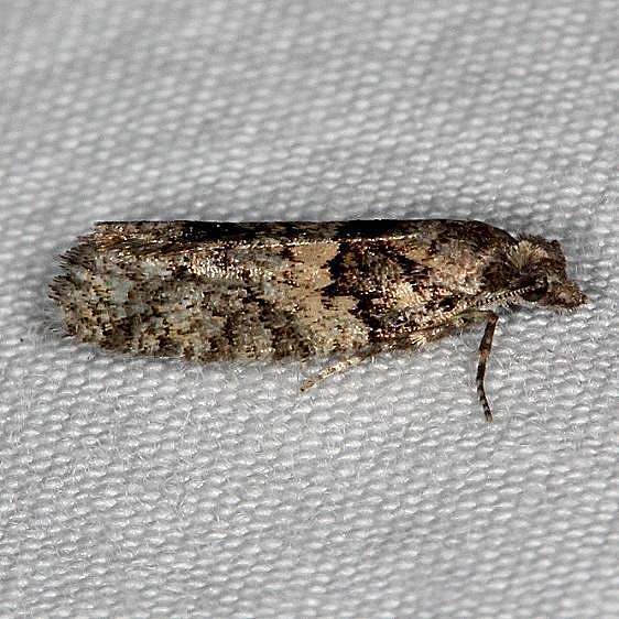 2903 Douglas Fir Cone Moth tentative Moth Thunder Lake UP Mich 9-26-14