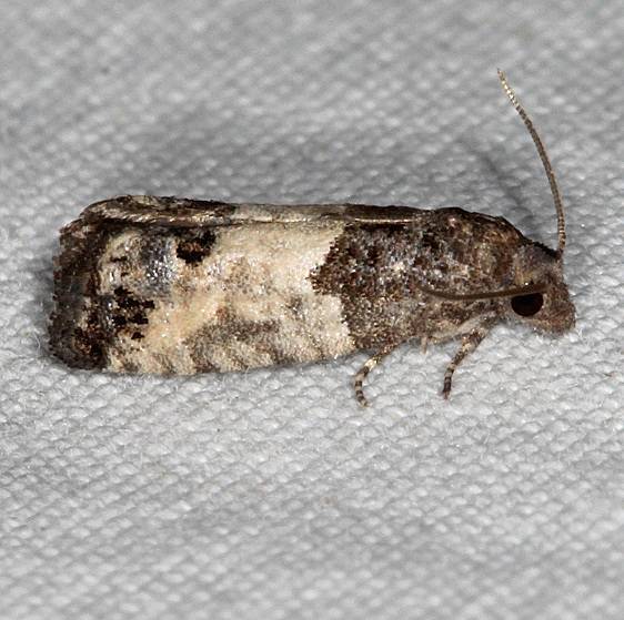2906 Eye spotted Bud Moth yard 6-1-20