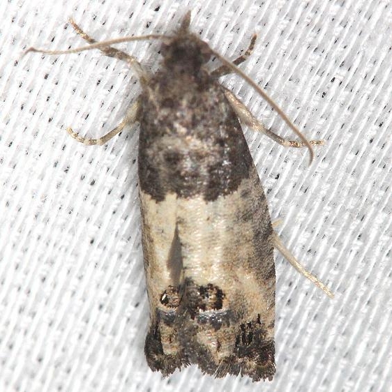 2906 Eye-spotted Bud Moth yard 6-5-13