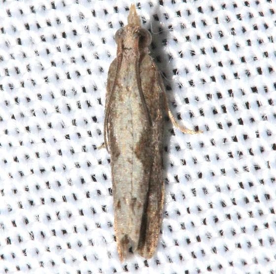 2907 Bayberry Leaftier Moth Hidden Lake Everglades Nat'l Pk 3-9-13
