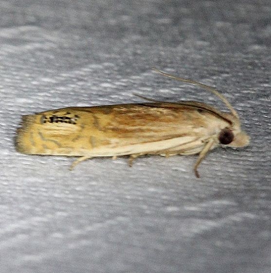 2925 Phaneta autumnana Kissimmee Prairie St Pk 3-12-13