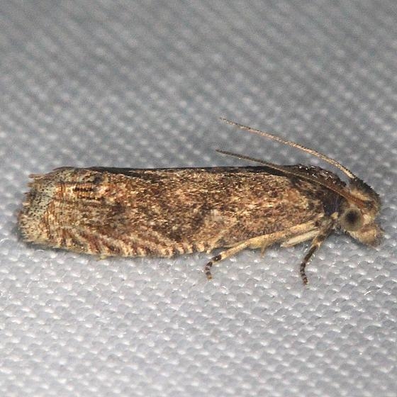 2927 Pale-headed Phaneta Moth Phaneta ochrocephala yard 7-27-13