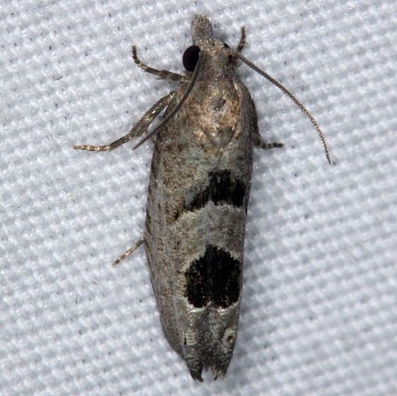 2936 Aster-head Phaneta Moth yard 8-30-14