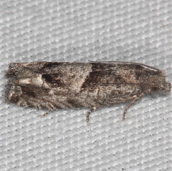 2946 Eucosma apacheana yard 9-2-18 (22)_opt