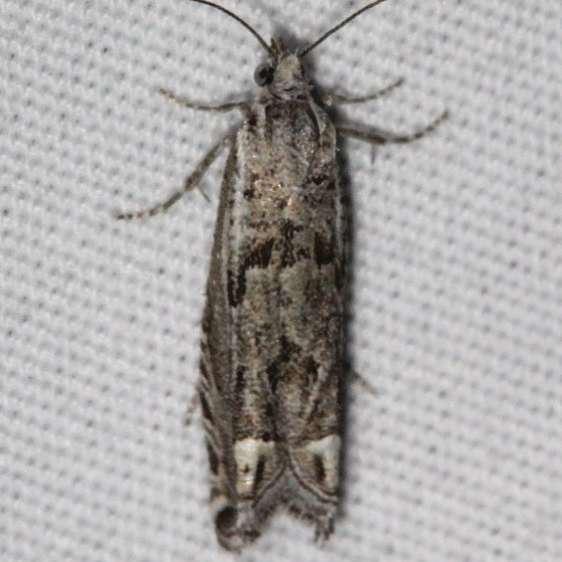 2961 Eucosma migratana Black Canyon at the Gunnison Natl Pk Colorado 6-15-17