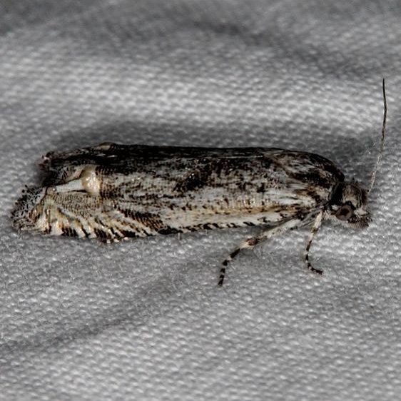 2961 Eucosma migratana Mesa Verde National Pk Colorado 6-9-17 (2)_opt