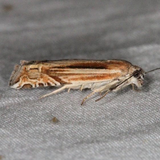 2972 Eucosma dorsiatomana Moab RV Resort Moab Utah 6-5-17 (4)_opt