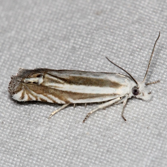 2973 Striated Phaneta Moth Mueller St Pk Colorado 6-20-17 (16)