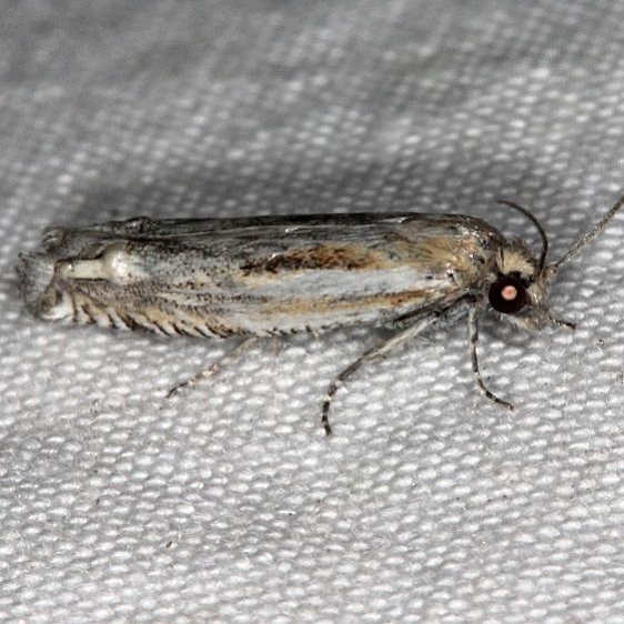 2980 Eucosma pallodicostana Devil