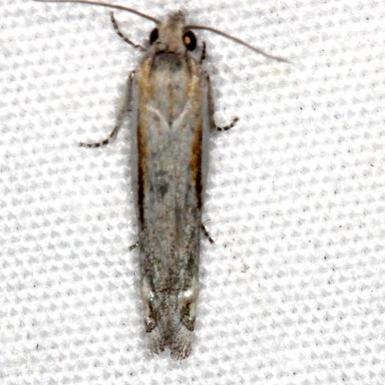 2980 Eucosma pallodicostana Devil