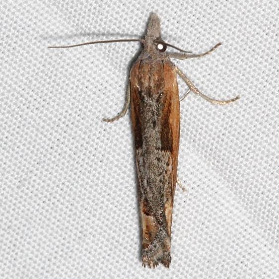 3005 Eucosma offectalis BG Golden Gate St Pk Colorado 6-26-17 (44)_opt