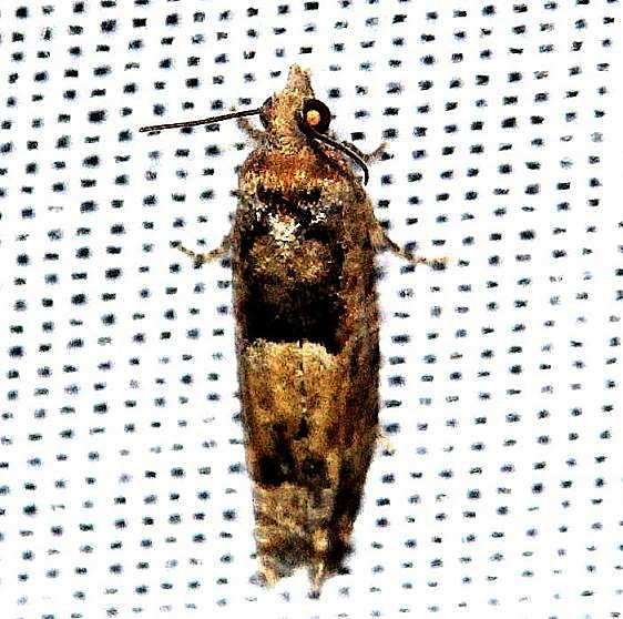 3007.97 Unidentified Phaneta Moth Lake Kissimmee St Pk Fla 2-26-13