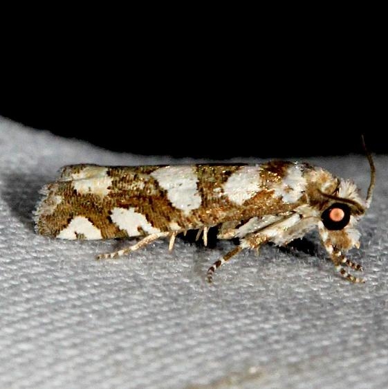 3009 Robinson's Eucosma Moth Kissimmee Prairie St Pk 3-17-13