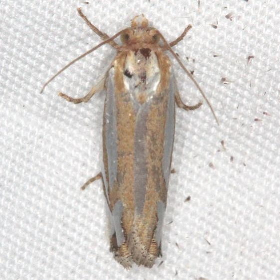 3014 Snakeweed Borer Moth Campsite 119 Falcon St Pk Texas 10-25-16_opt