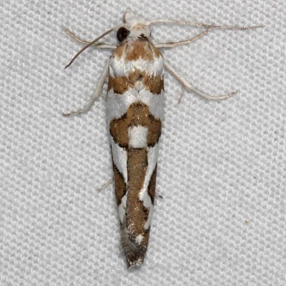 3029 Eucosma bolanderana Fool Hollow Lake St Pk Ariiz 5-23-17 (34)_opt