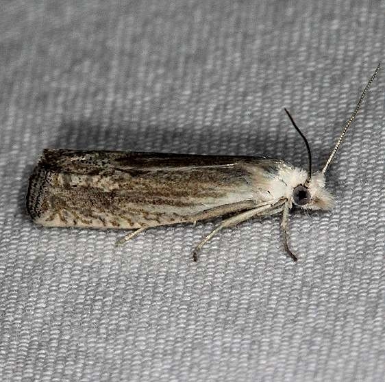 3037 Eucosma agricolana Mesa Verde Natl Pk Colorado 6-10-17 (30)_opt