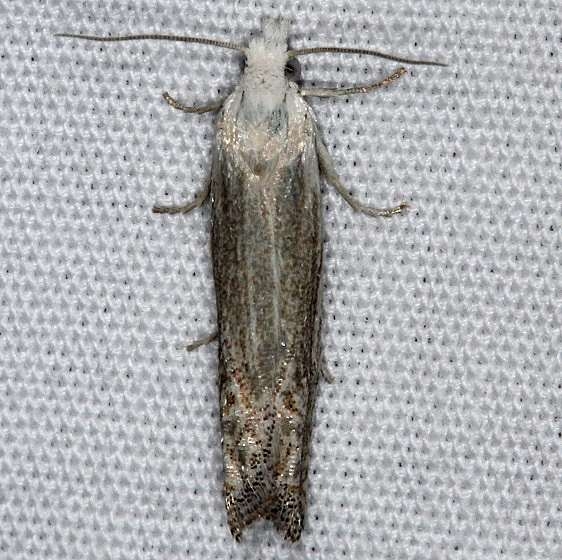 3037 Eucosma agricolana Mesa Verde Natl Pk Colorado 6-10-17 (31)_opt