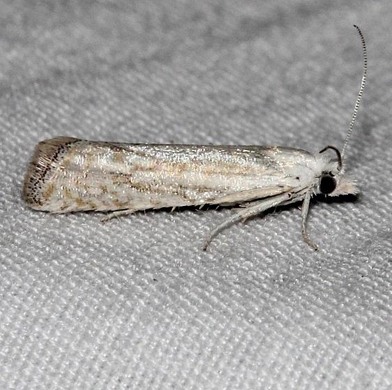 3038 Eucosma smithiana Rocky Mtn Natl Pk Colorado 6-24-17 (10)_opt