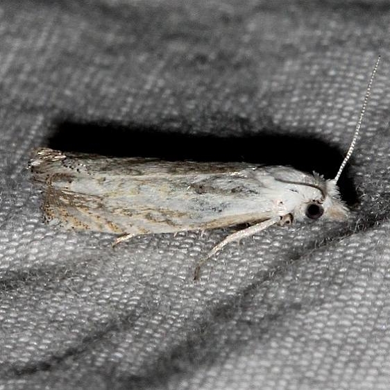 3038 Eucosma smithiana Rocky Mtn Natl Pk Colorado 6-24-17 (15)_opt