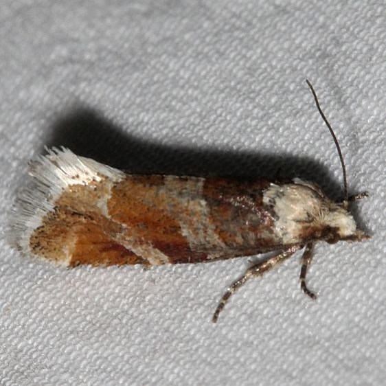 3066 Eastern Pine Shoot Borer Moth Eucosma gloriola Mueller St Pk Colorado 6-19-17 (17)_opt