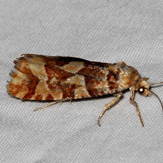 3067 Eucosma bobana Golden Gate canyon st Pk Colorado 6-27-17 (30)_opt