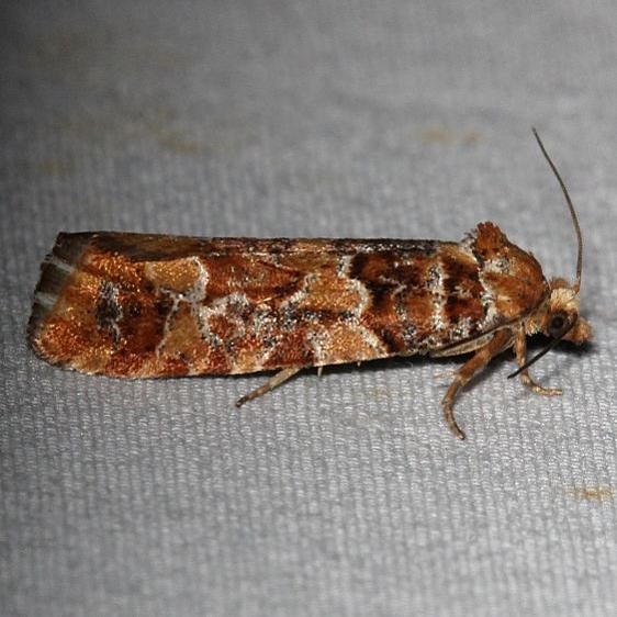 3068 Eucosma Ponderosa Moth Mueller St Pk Colorado 6-19-17 (138)_opt