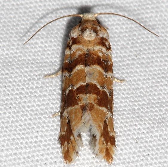 3068 Eucosma Ponderosa moth Black Canyon at the Gunnison Natl Pk Colorado 6-14-17 (47)_opt