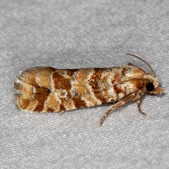 3071 Eucosma rescissoriana tentative Fool Hollow Lake St Pk Ariiz 5-23-17 (111)_opt