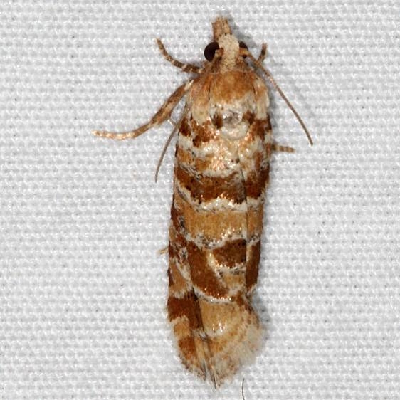 3071 Eucosma rescissoriana tentative Fool Hollow Lake St Pk Ariiz 5-23-17 (112)_opt