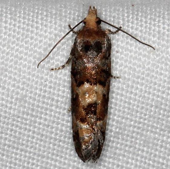 3074 White Pine Cone Borer Moth yard 5-24-14