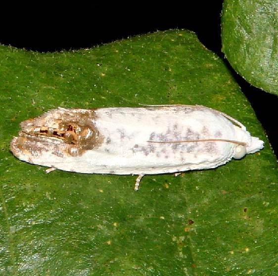 3098 Giant Eucosma Moth Chapparel Prairie St Nature Preserve Ohio 8-13-16