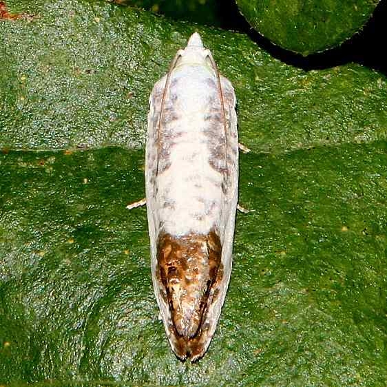 3098 Giant Eucosma Moth Chapparel Prairie St Nature Preserve Ohio 8-13-16 (33a)_opt