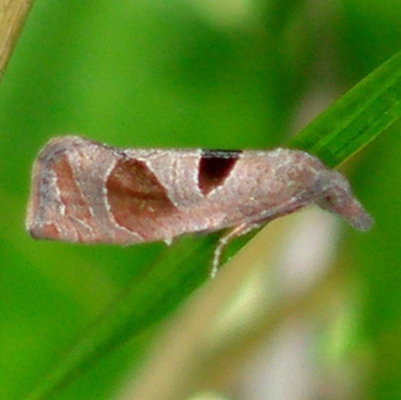 3116 Triangle-backed Eucosma Moth Estelle Wenrick Preserve Oh 9-19-14