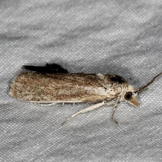 3135 Pelochrista hohana BG Bluewater Lake St Pk New Mexico 5-22-17