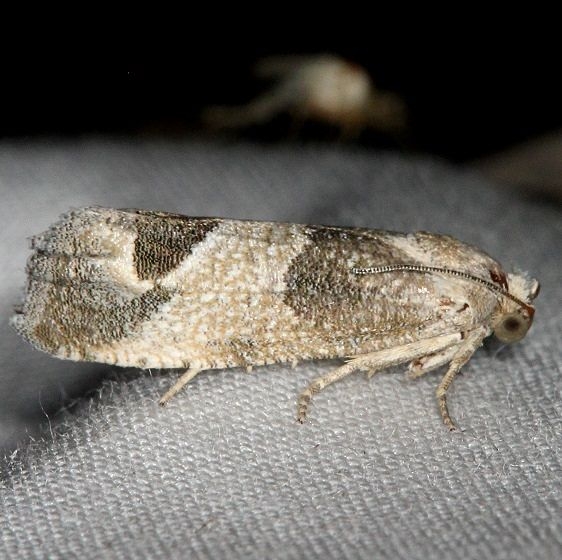 3138.1 Eucosma sierrae tentative Campsite 119 Falcon St Pk Texas 10-26-16 (2)_opt