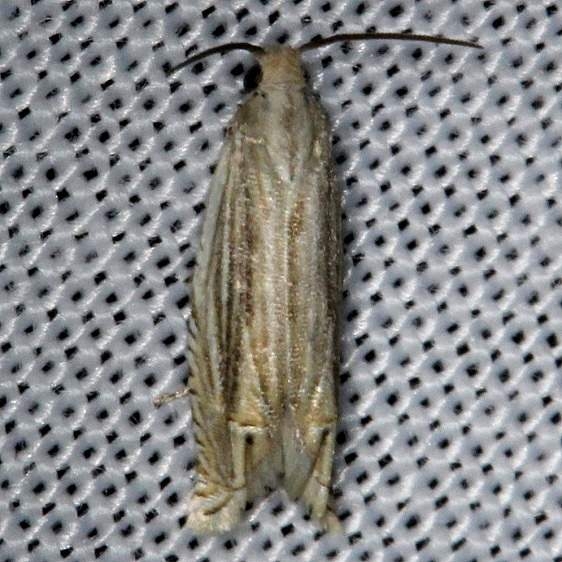 3142 Solidaga Eucosma Moth Kissimmee Prairie St Pk Fla 2-17-14