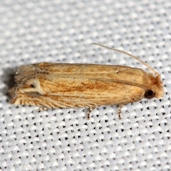 3142 Solidaga Eucosma Moth yard 8-13-12