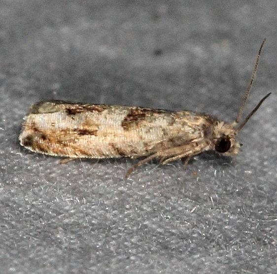 3148.97 Unidentified Eucosma Moth yard 7-20-14