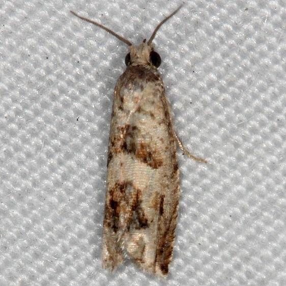 3148.97 Unidentified Eucosma Moth yard 7-20-14