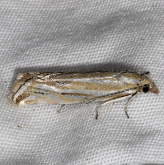 3149 Pelochrista argenteana Pine Lake campground Dixie Natl Forest Utah 6-2-17 (40)