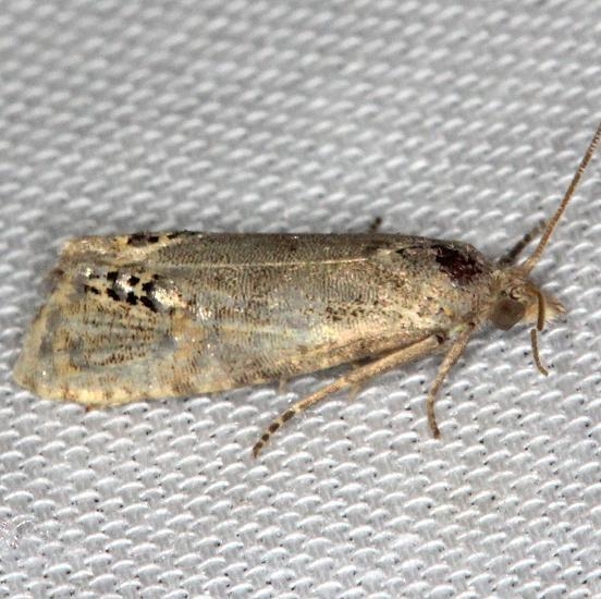 3151 Pelochrista scintillana Battelle Darby Pk Ancient Trail Oh 7-25-13